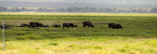 Buffalo, Amboseli National Park © forcdan