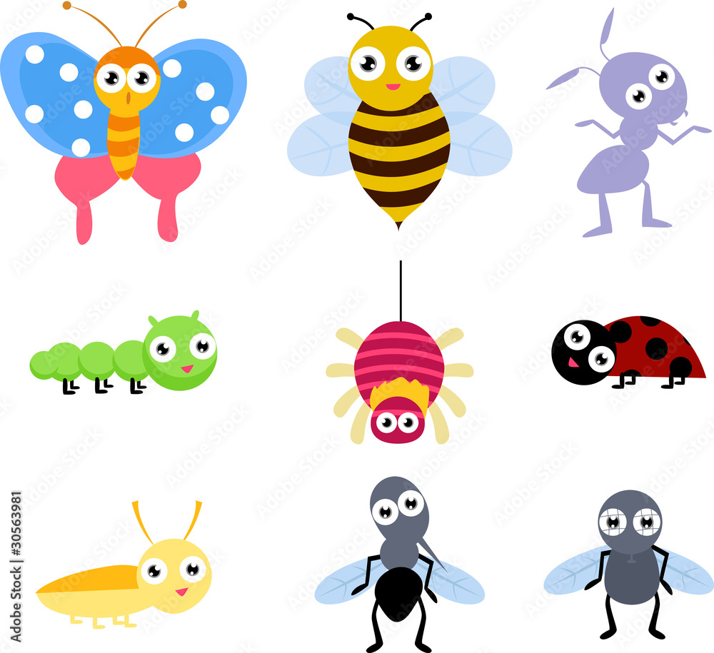 insect insect