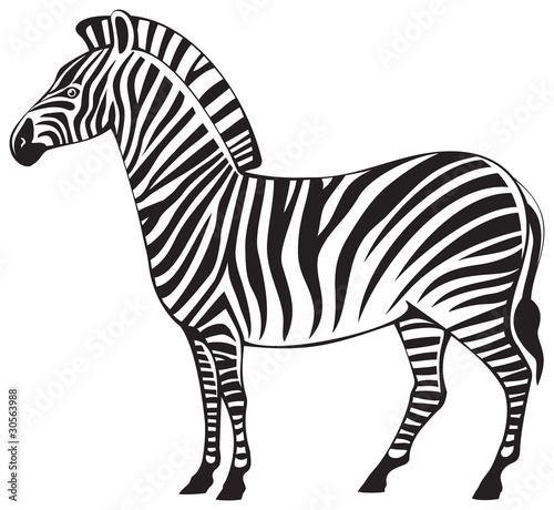 Zebra vector silhouette