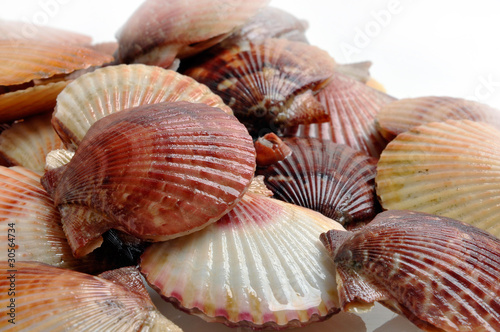 Scallops, Shells of Pilgrims