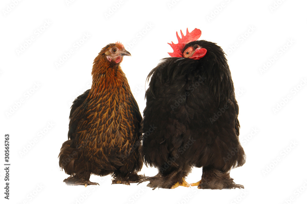Fototapeta premium cock and hen