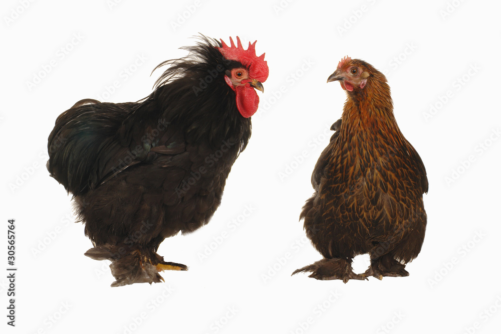 Fototapeta premium cock and hen