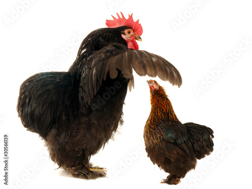 black cock and hen