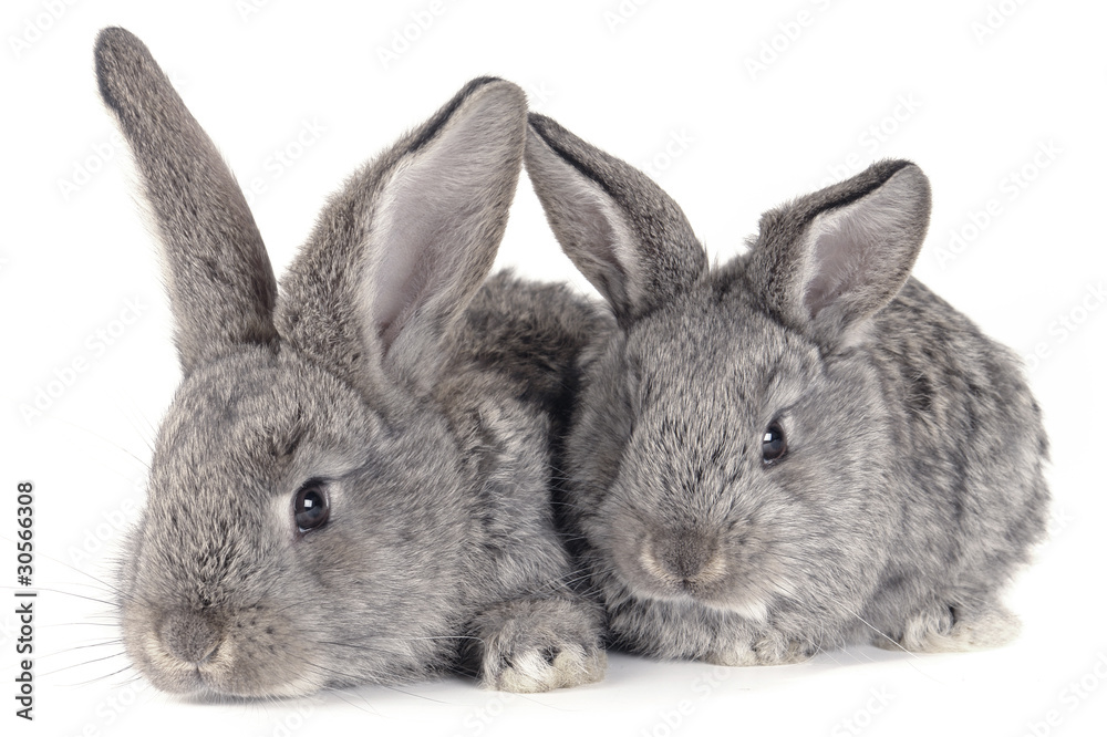 Obraz premium grey rabbit