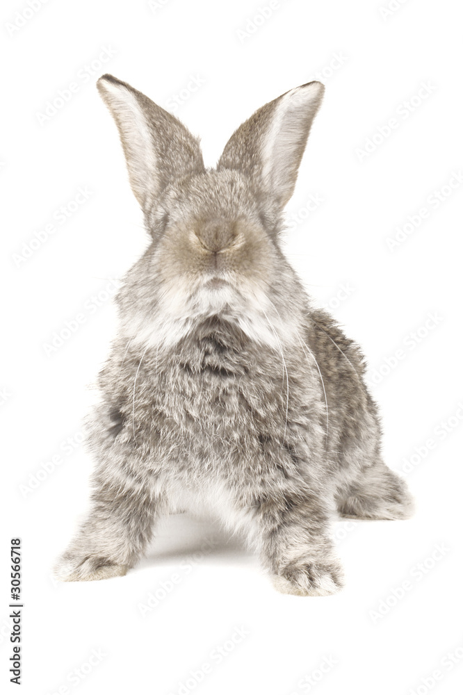 Obraz premium grey rabbit