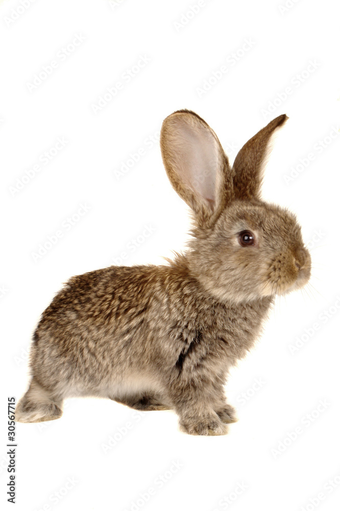 brown rabbit brown rabbit