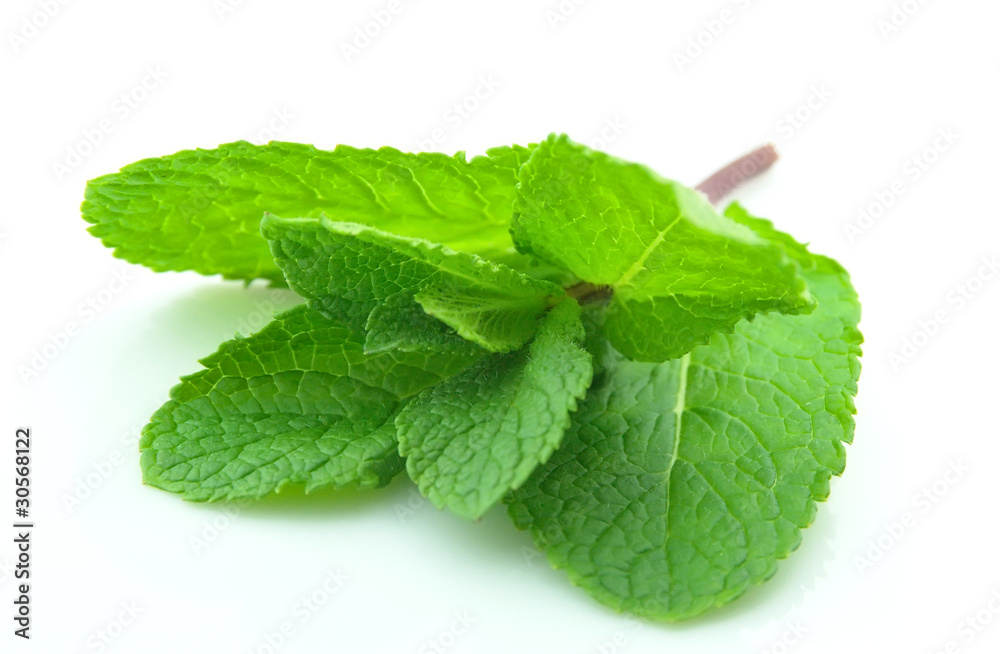 Fresh mint Fresh mint