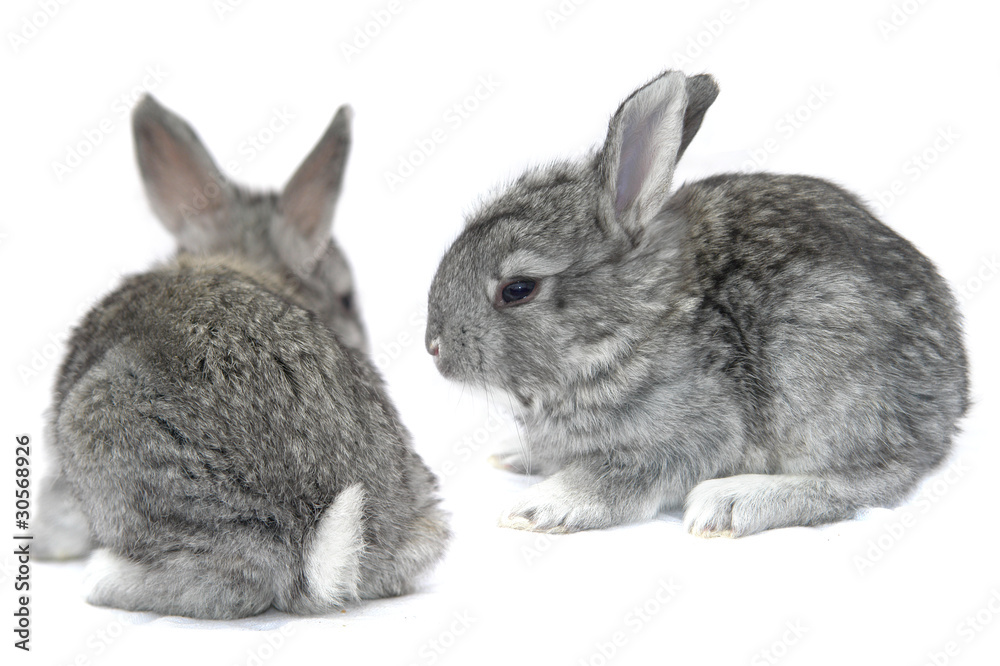 grey small  rabbit