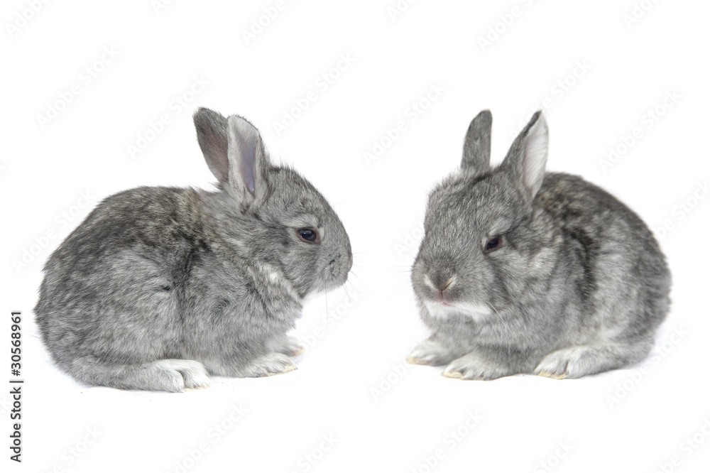 Obraz premium grey small rabbit