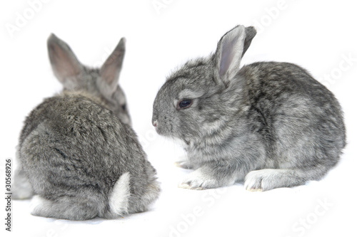 grey small  rabbit