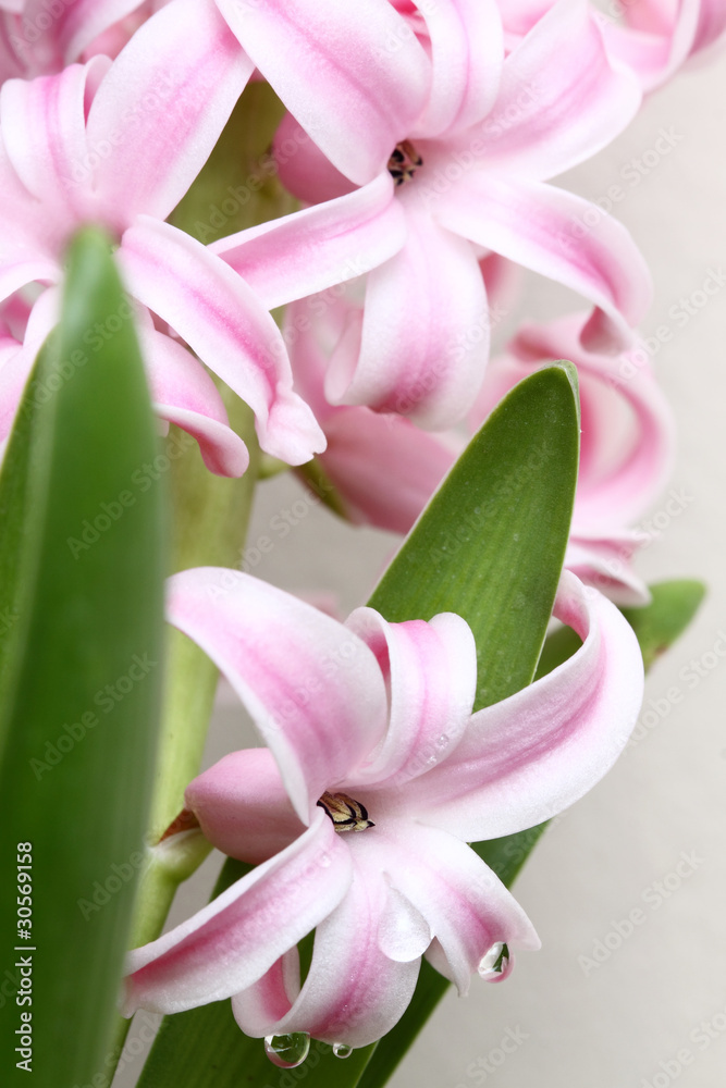 Fototapeta premium Wiosenne kwiaty w tle