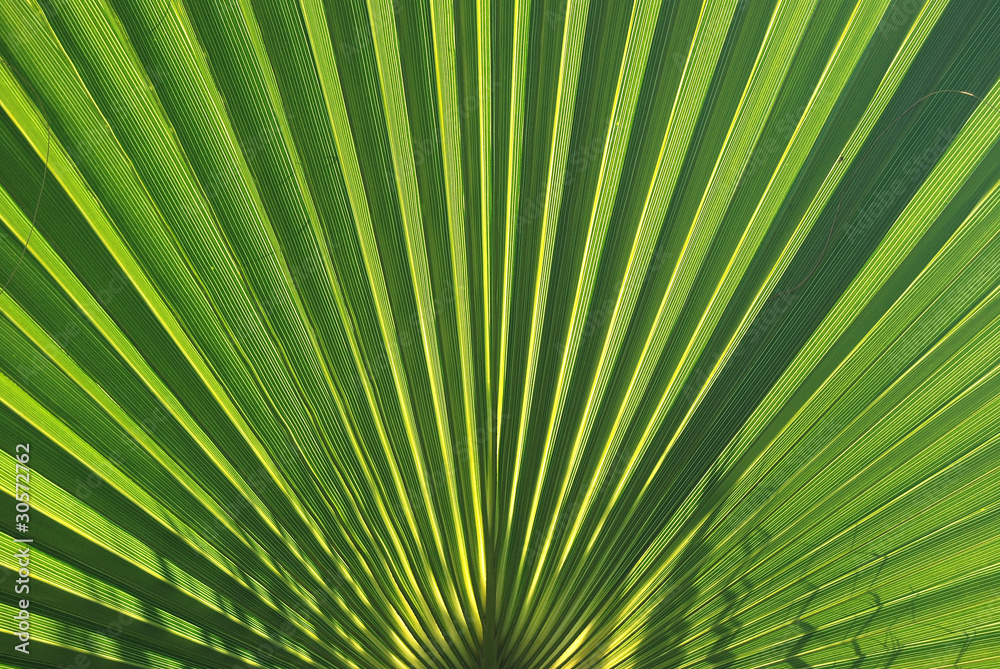 HOJA DE CHAMAEROPS HUMILIS HOJA DE CHAMAEROPS HUMILIS