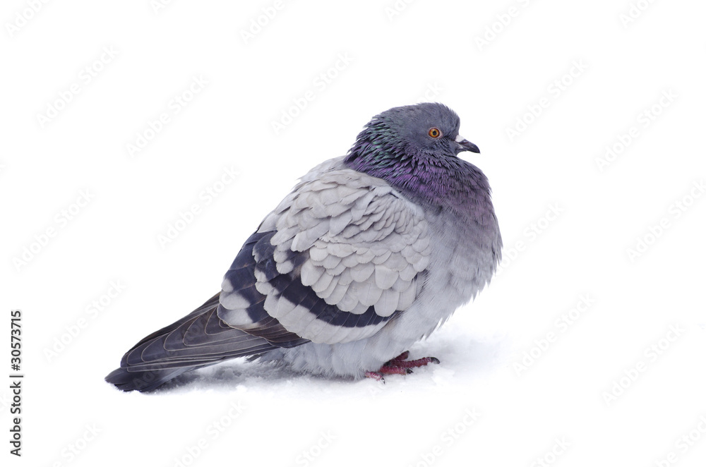 Obraz premium pigeon
