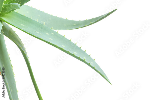 aloe leaves