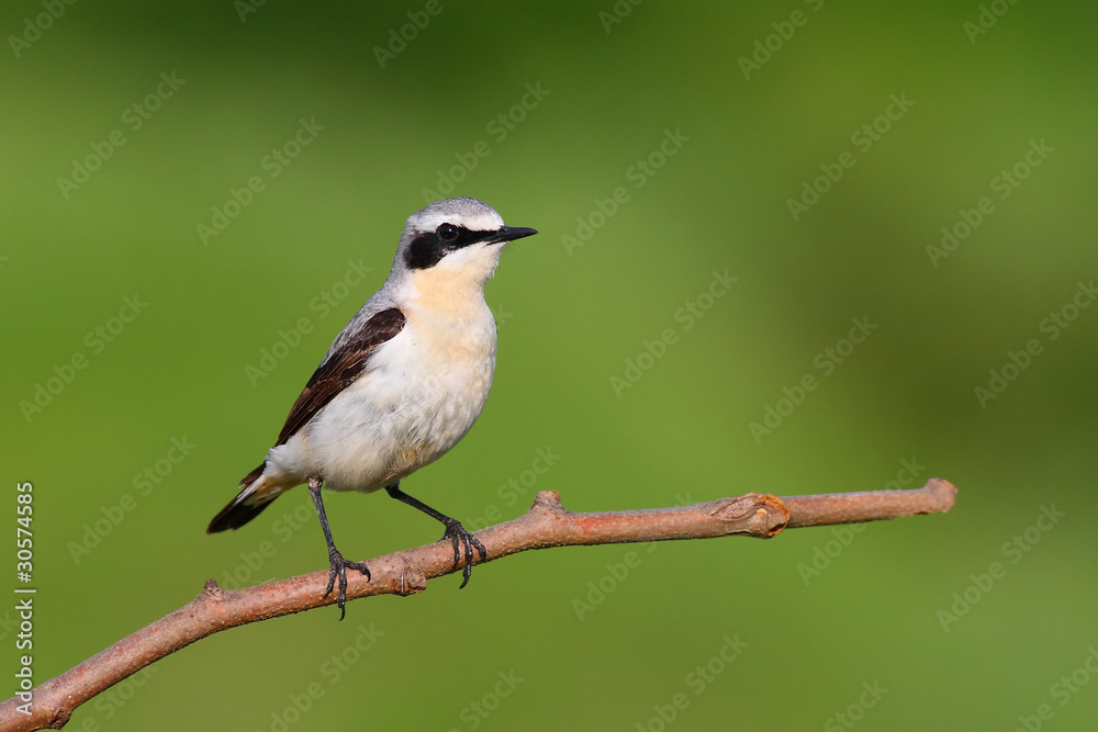 Northern Wheatear Northern Wheatear