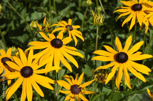 Rudbeckia