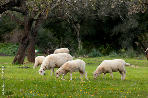 spring lambs © travelguide