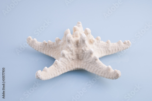 Starfish skeleton