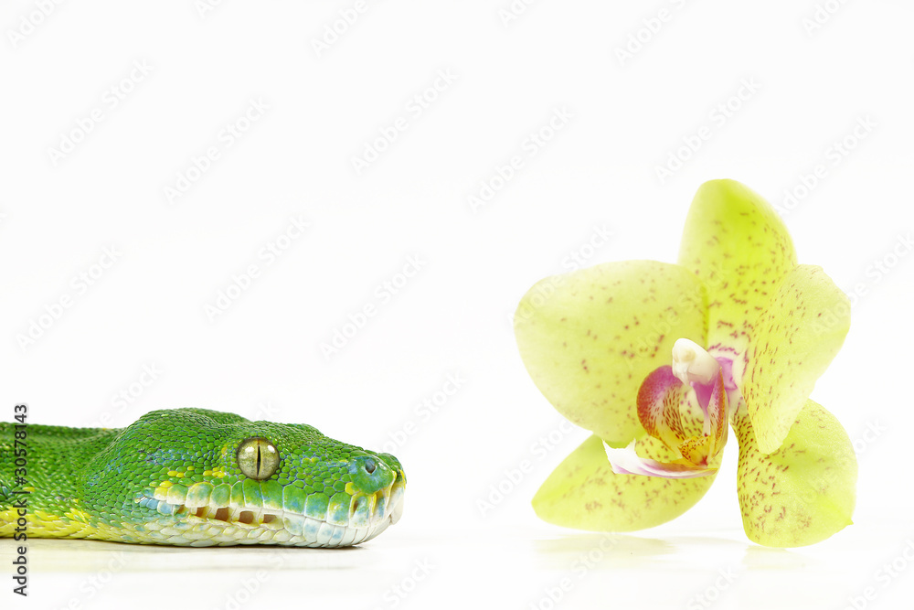 Fototapeta premium Baumpython mit Orchidee