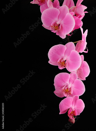 branch orchid on a black background