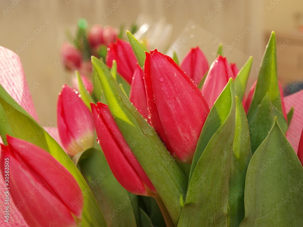 Naklejka premium Tulipany