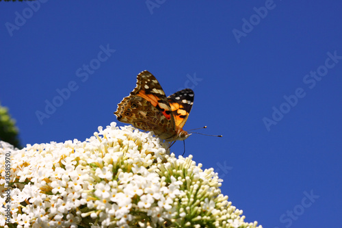 Butterfly cynthia cardui, la belle dame photo