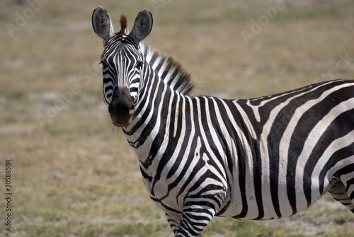 Zebra  Amboseli National Park