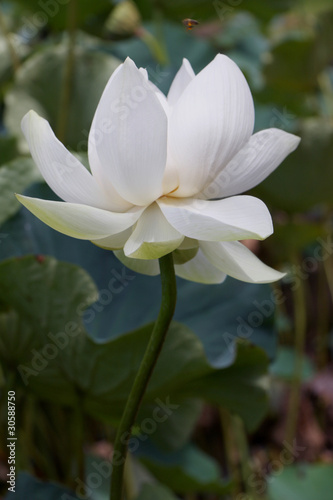 tige de lotus blanc