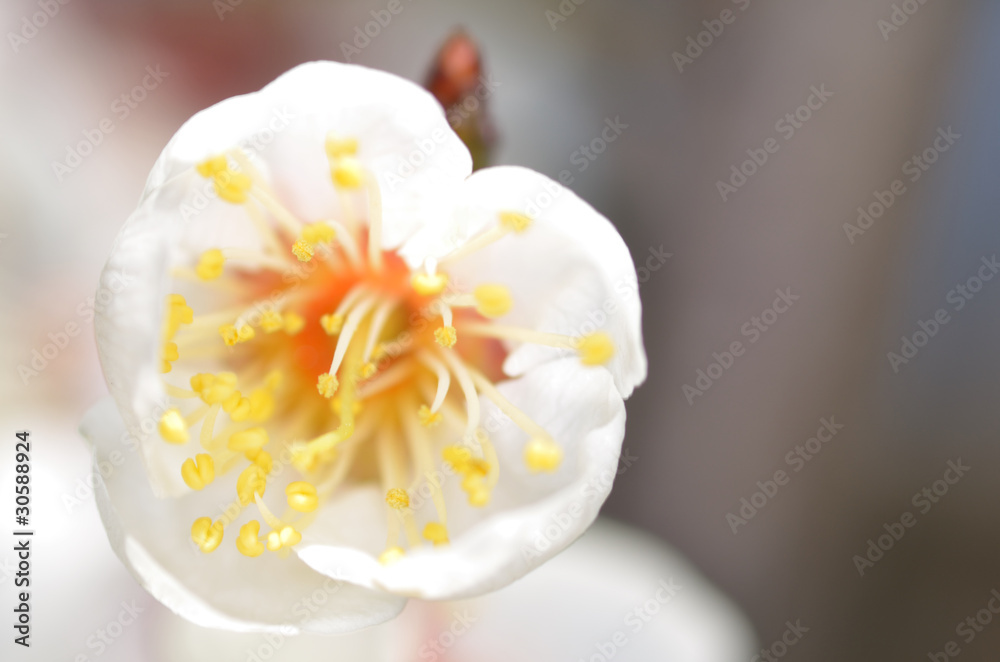 梅の花 梅の花