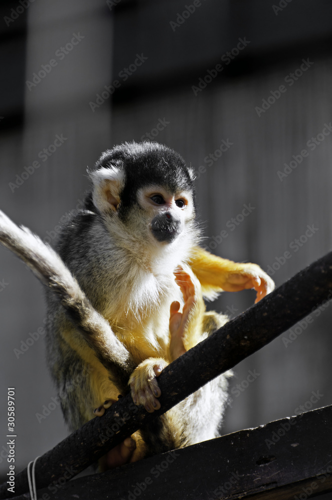 ボリビアリスザル Stock Photo Adobe Stock