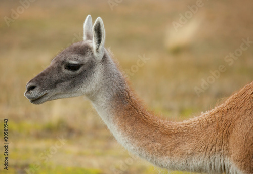 Guanaco in Torres del Paine national park, Chile, South America