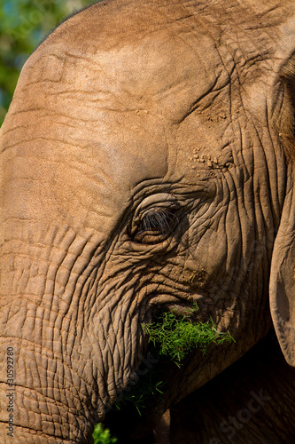 Close up of a young Elephant feeding