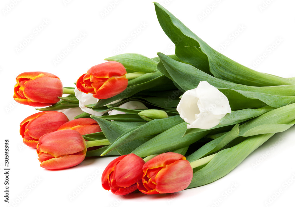 bouquet of red tulips bouquet of red tulips
