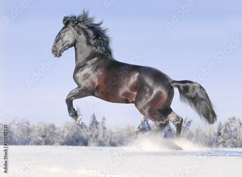 kladrub free horse in winter photo
