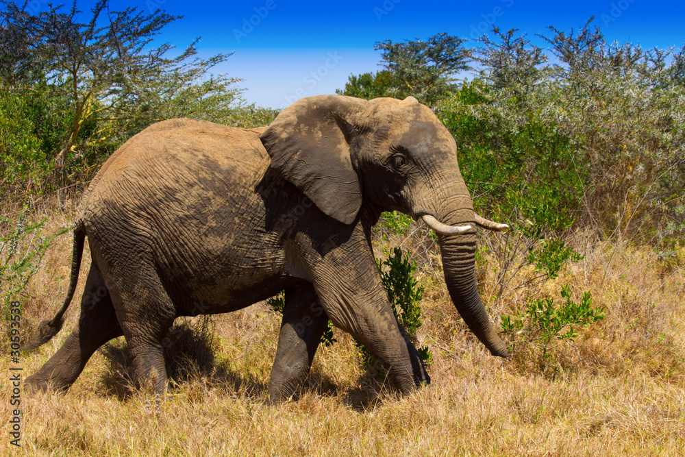 Fototapeta premium African Elephant