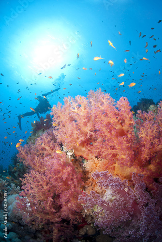 Vibrant orange and pink soft coral with scuba diver silhouette i