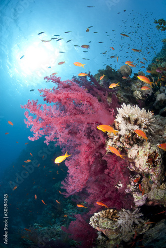 Fototapeta Naklejka Na Ścianę i Meble -  Orange Anthias and vibrant pink soft coral.