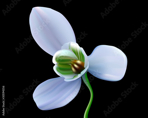 snowdrop flower