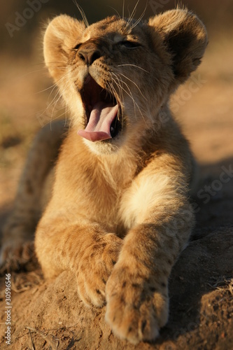 Lion Cub, South Africa