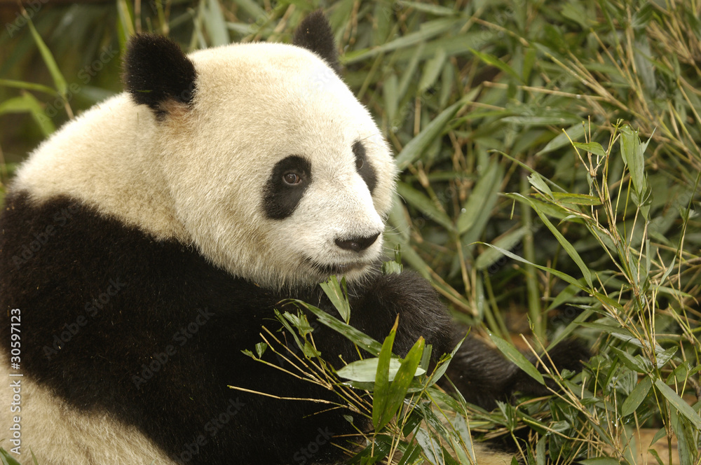 Fototapeta premium Giant Panda, China