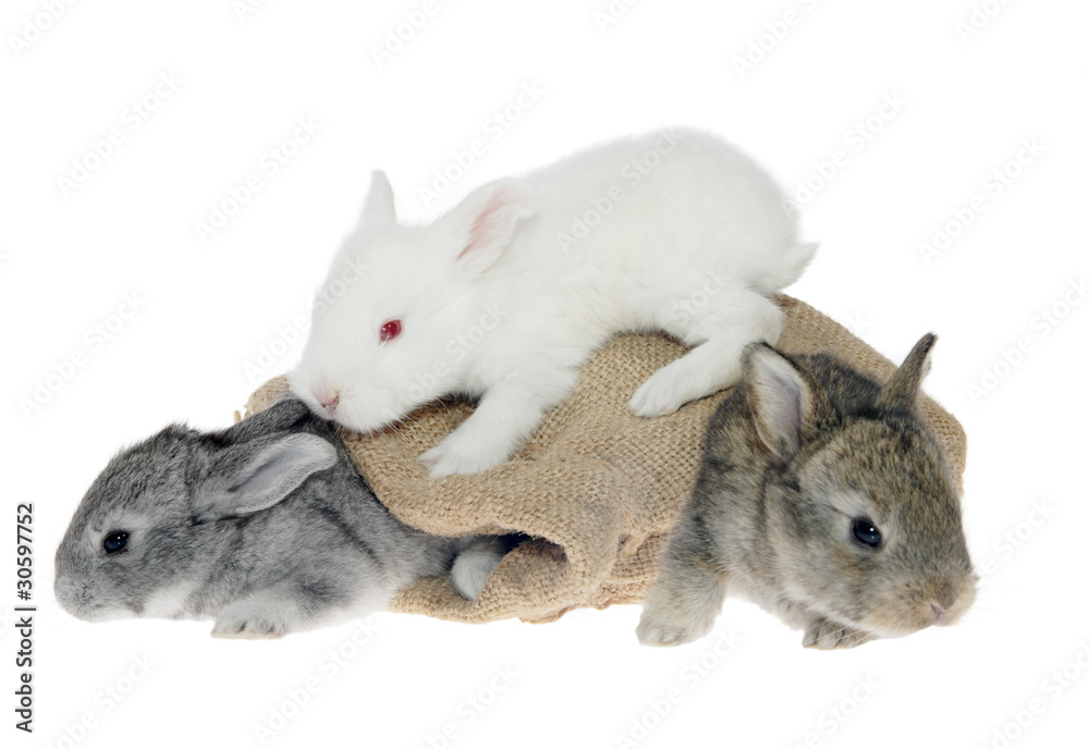 Obraz premium little rabbit in the bag