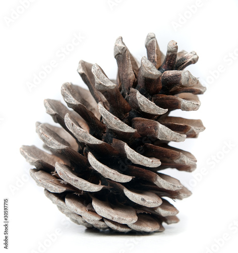 Pinecone photo