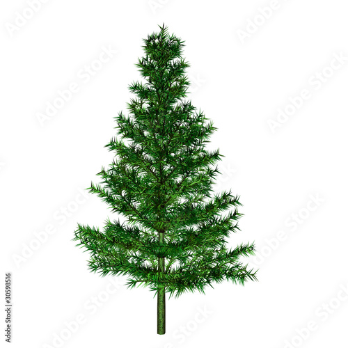 pine