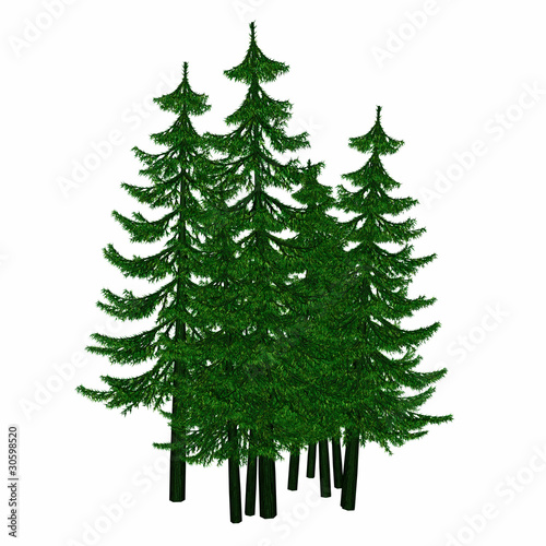 pine