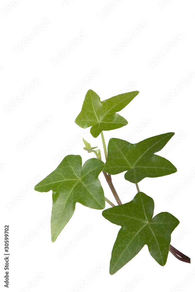 Fototapeta premium Ivy