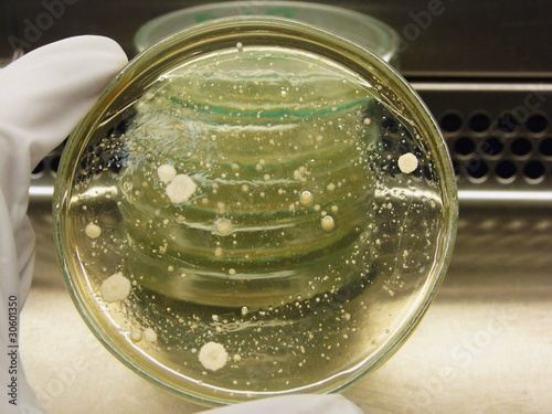 Microorganisms review
