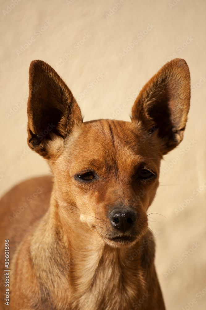 domestic dog domestic dog