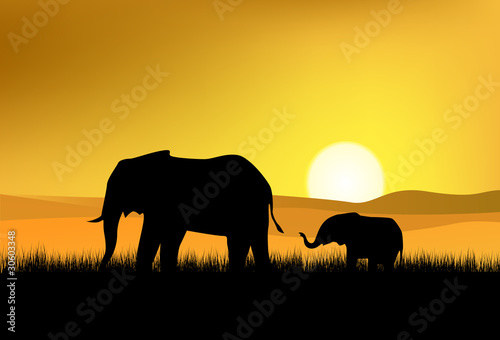 elephant in the wild © matamu