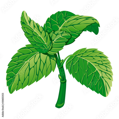 Mint