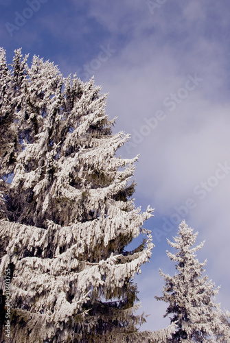 firs in snow and hoar on sky background
